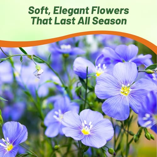 Outsidepride Blue Flax Seeds - 5000 Pcs Perennial Flower Seeds for Planting, Self-Seeding, Drought-Tolerant w/Compact Growth, Ideal for Small Gardens, Meadows, Borders, or Mass Plantings - Image 5