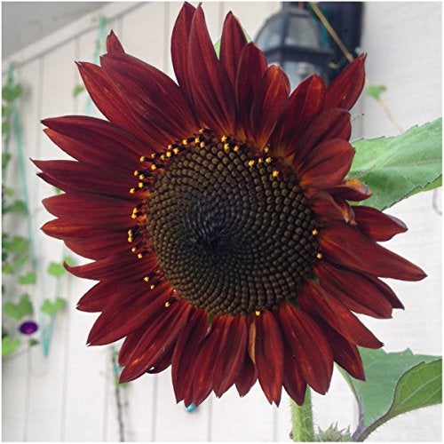 Seed Needs Sunflower Seeds for Planting an Outdoor Flower Garden - Heirloom & Open Pollinated Variety Pack Collection - Plant a Butterfly Garden to Attract Pollinators (6 Packs) - Image 2