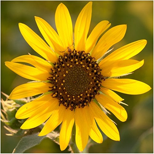 Seed Needs Sunflower Seeds for Planting an Outdoor Flower Garden - Heirloom & Open Pollinated Variety Pack Collection - Plant a Butterfly Garden to Attract Pollinators (6 Packs) - Image 5
