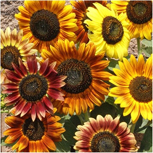 Seed Needs Sunflower Seeds for Planting an Outdoor Flower Garden - Heirloom & Open Pollinated Variety Pack Collection - Plant a Butterfly Garden to Attract Pollinators (6 Packs) - Image 4