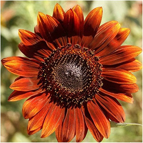 Seed Needs Sunflower Seeds for Planting an Outdoor Flower Garden - Heirloom & Open Pollinated Variety Pack Collection - Plant a Butterfly Garden to Attract Pollinators (6 Packs) - Image 3