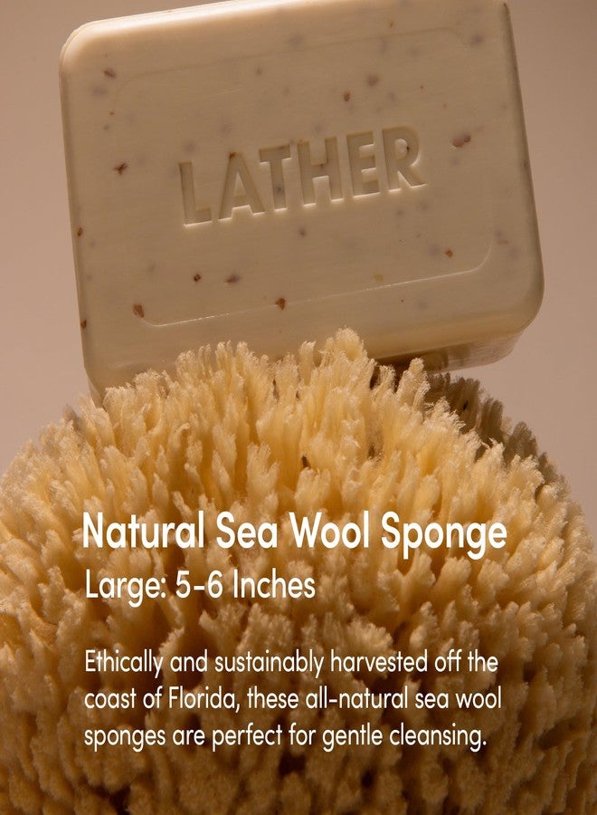 LATHER - Natural Sea Wool Sponge, 5-6" - Organic Exfoliating Body Scrubber - Soft, Gentle Cleansing - Hypoallergenic - All Skin Types - Florida Natural Loofah Sponge - Cruelty Free - Beauty & Skincare - Image 2