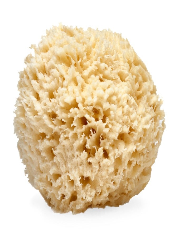 LATHER - Natural Sea Wool Sponge, 5-6" - Organic Exfoliating Body Scrubber - Soft, Gentle Cleansing - Hypoallergenic - All Skin Types - Florida Natural Loofah Sponge - Cruelty Free - Beauty & Skincare - Image 1