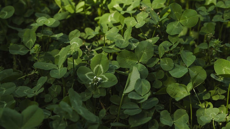 Whitetail Institute Imperial Clover Deer Food Plot Seed for Spring or Fall Planting, Promotes Antler Growth and Attracts Deer, Heat, Cold and Drought Tolerant, 2 lbs (.25 Acres), White - Image 2