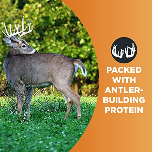 Whitetail Institute Imperial Clover Deer Food Plot Seed for Spring or Fall Planting, Promotes Antler Growth and Attracts Deer, Heat, Cold and Drought Tolerant, 2 lbs (.25 Acres), White - Image 5