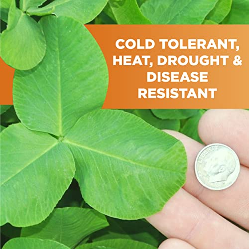 Whitetail Institute Imperial Clover Deer Food Plot Seed for Spring or Fall Planting, Promotes Antler Growth and Attracts Deer, Heat, Cold and Drought Tolerant, 2 lbs (.25 Acres), White - Image 3