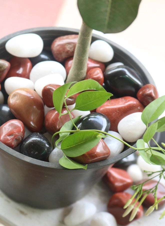 Wowtag Black,White and Red Combo Polished Pebbles, 2-4 CM,1.95 KG, Decorative Stone for Plants, Aquarium, Garden,Vase Filler, Craft Work - Image 4