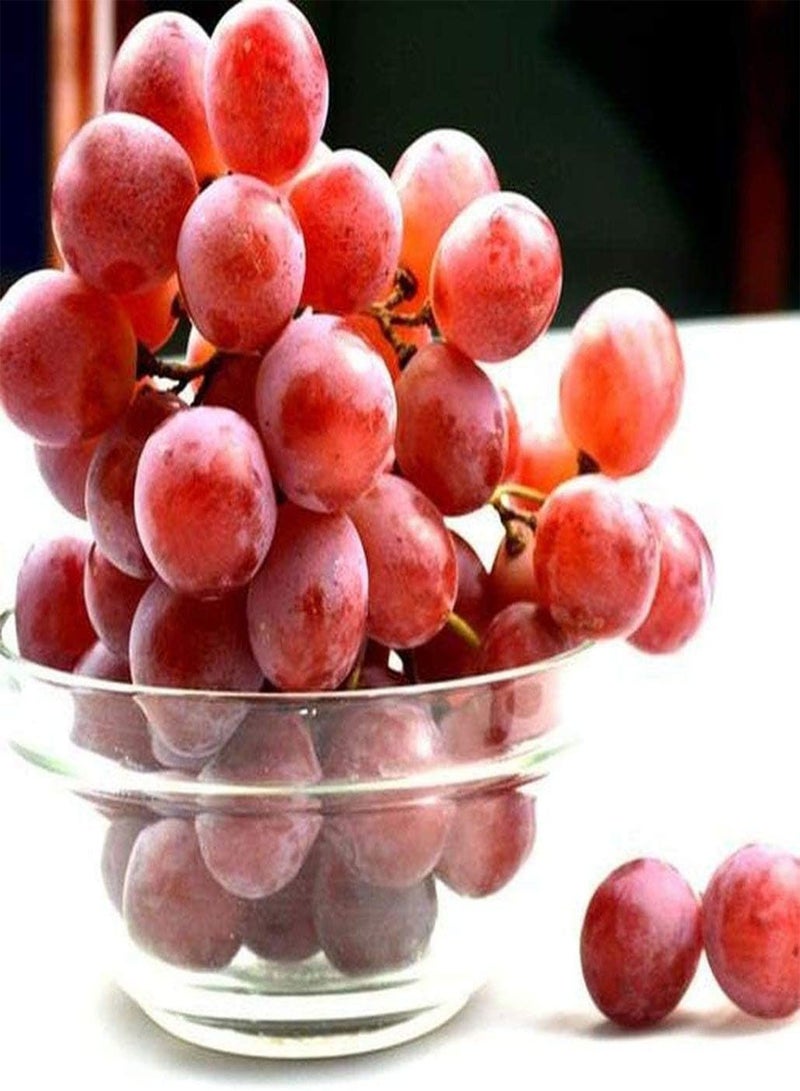GGOOT 20 rote Traubenkerne die ins Auge Fallen eine der ältesten Früchte für Anfänger zu Hause die Pflanzeninteressen kultivieren die natürlich wachsen - Image 2