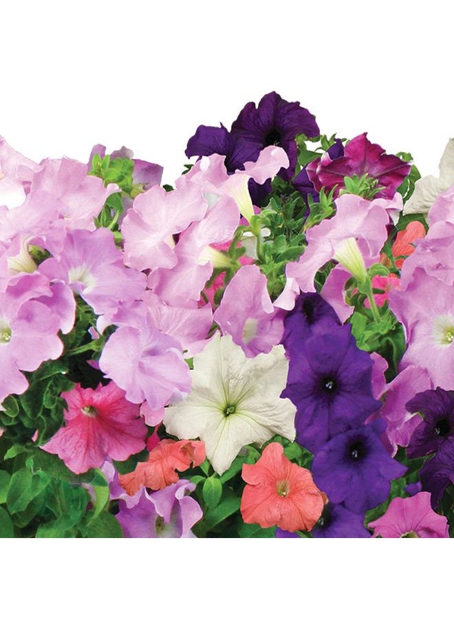 AeroGarden Cascading Petunias Seed pod Kit for AeroGarden Hydroponic Indoor Garden, 6-Pod  - Image 3
