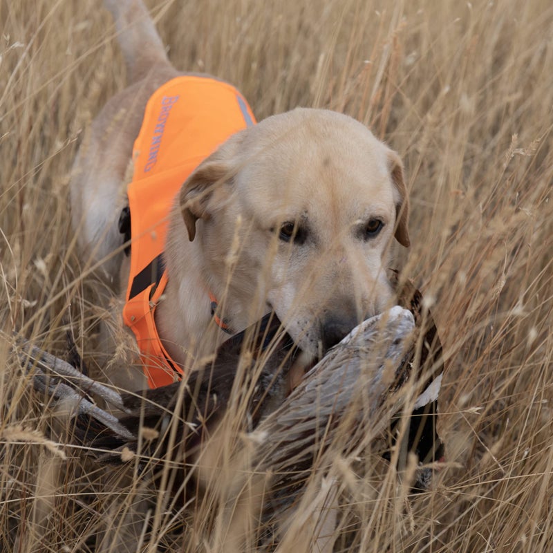 Browning Dog Protection Vest Dog Hunting Vest, Safety Orange, Medium - Image 5