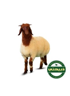 Delivered on Eid Day 1 - Naimi Sheep - Local 20-25kg (7-10 Months)