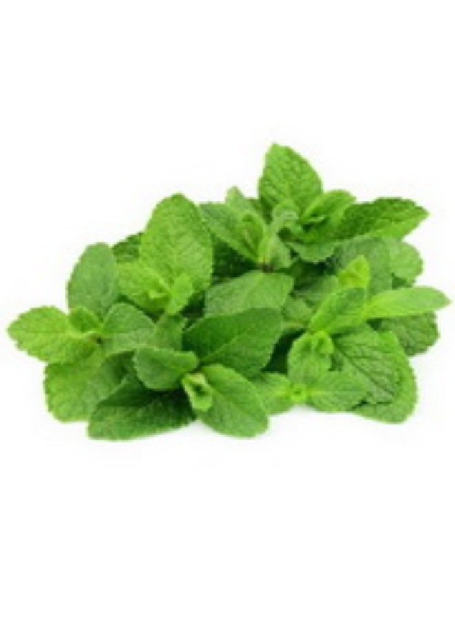 Mint, 70g to 80g per bunch, UAE