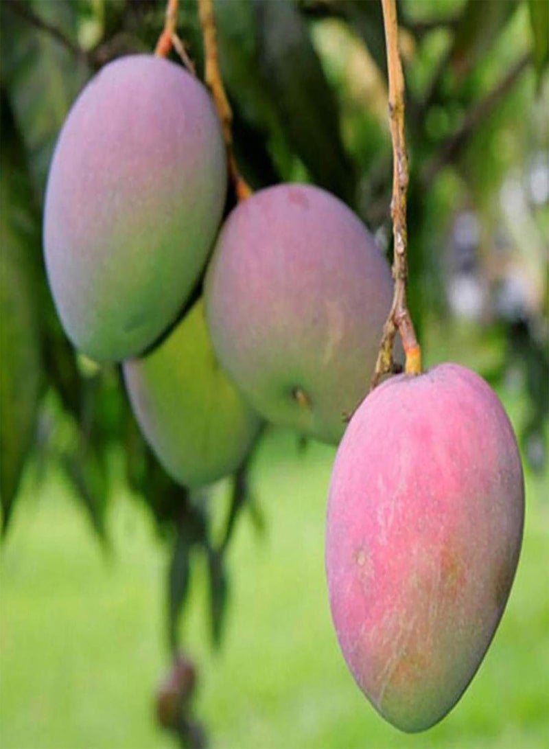 GGOOT 10Pcs Premium Fruit Seeds, Mangoes Tree Seeds Nutritious Productive Delicious Fruits Edible Fruit Plant Seedlings for Garden Yellow - Image 5