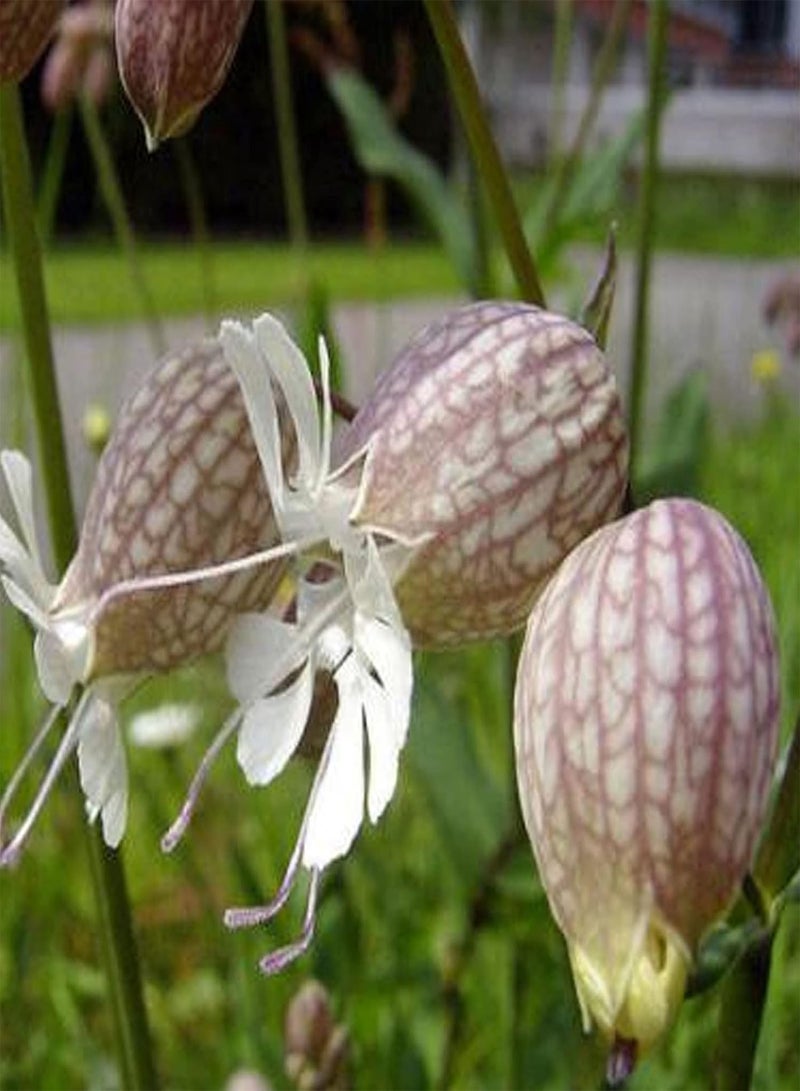 GGOOT seeds Green Garden Flower Plants 50Pcs/Bag Silene Vulgaris Seeds Full of Vitality Delicious Non GMO Attractive Flower Seeds for Balcony   Seed - Image 5