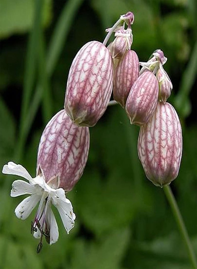 GGOOT seeds Green Garden Flower Plants 50Pcs/Bag Silene Vulgaris Seeds Full of Vitality Delicious Non GMO Attractive Flower Seeds for Balcony   Seed - Image 4