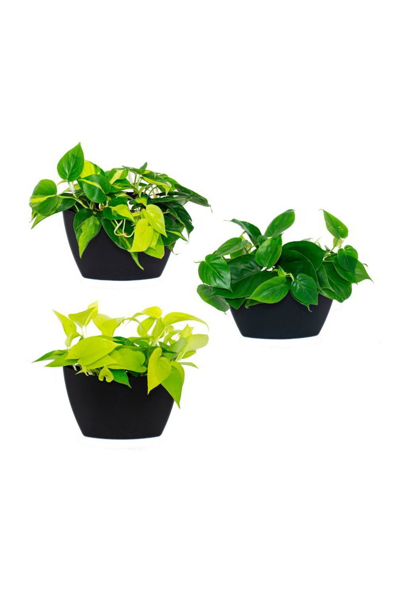 Tchibo 3 Pieces Wall Planter, Black - Image 2