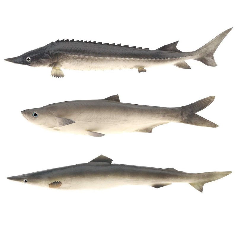 Gresorth 3 PCS Sea Creatures Fake Shark Artificial Chinese Sturgeon Fish Wall Hanging Food Toy Model for Home Party Kitchen Christmas Photography Prop