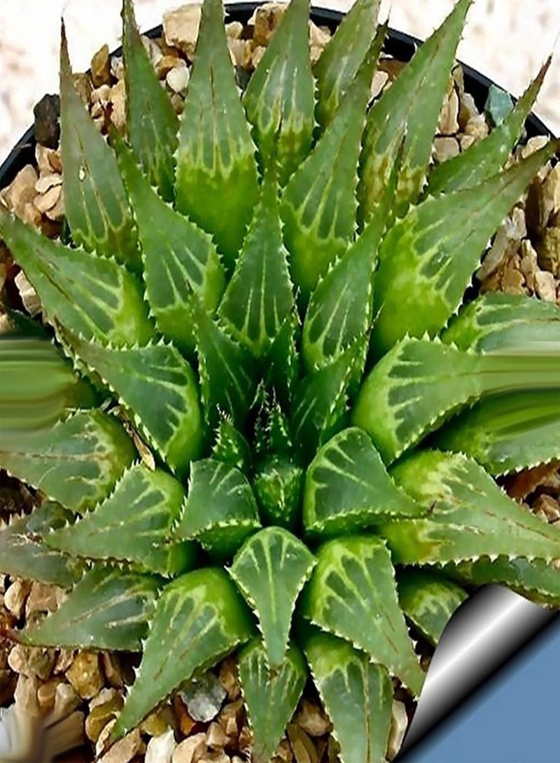 GGOOT 100Pcs/Bag Aloe Vera Seeds Evergreen Delicious Healthy Fast Growing Vegetable Seeds for Garden - 4 - Image 1