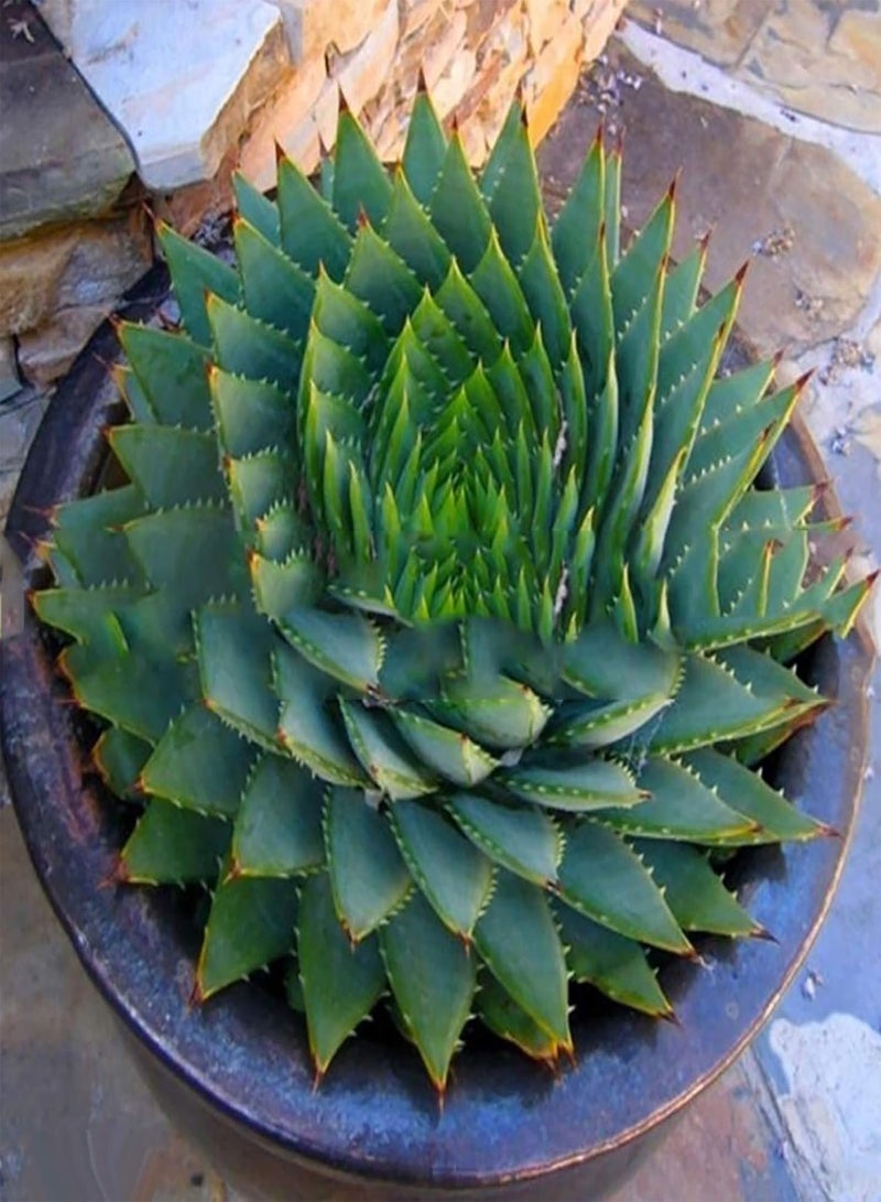 GGOOT 100Pcs/Bag Aloe Vera Seeds Evergreen Delicious Healthy Fast Growing Vegetable Seeds for Garden - 4 - Image 3
