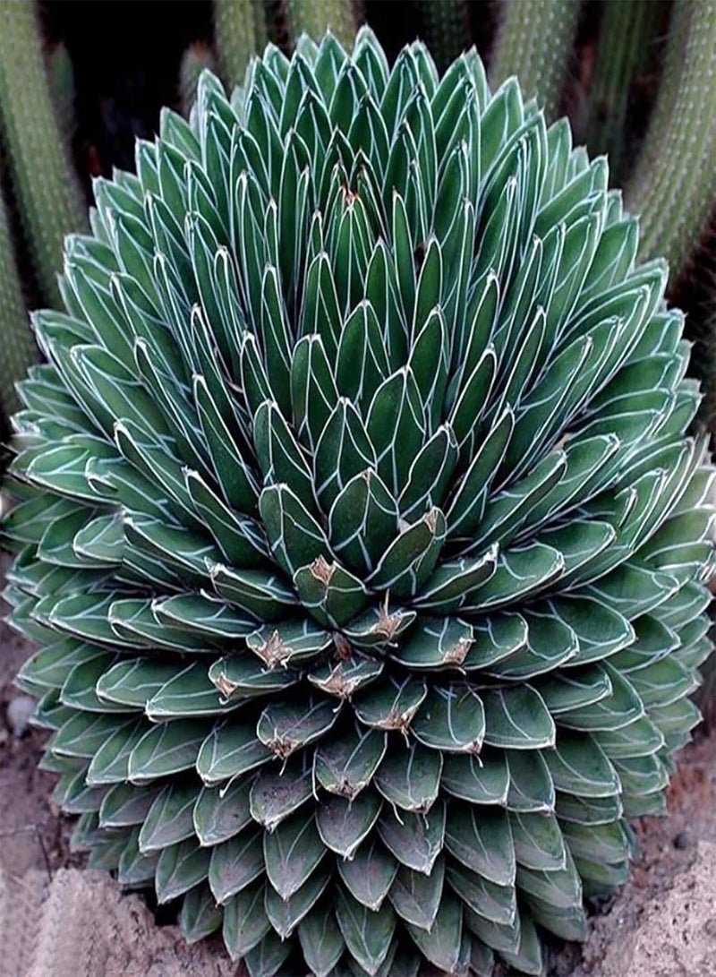 GGOOT 100Pcs/Bag Aloe Vera Seeds Evergreen Delicious Healthy Fast Growing Vegetable Seeds for Garden - 4 - Image 4