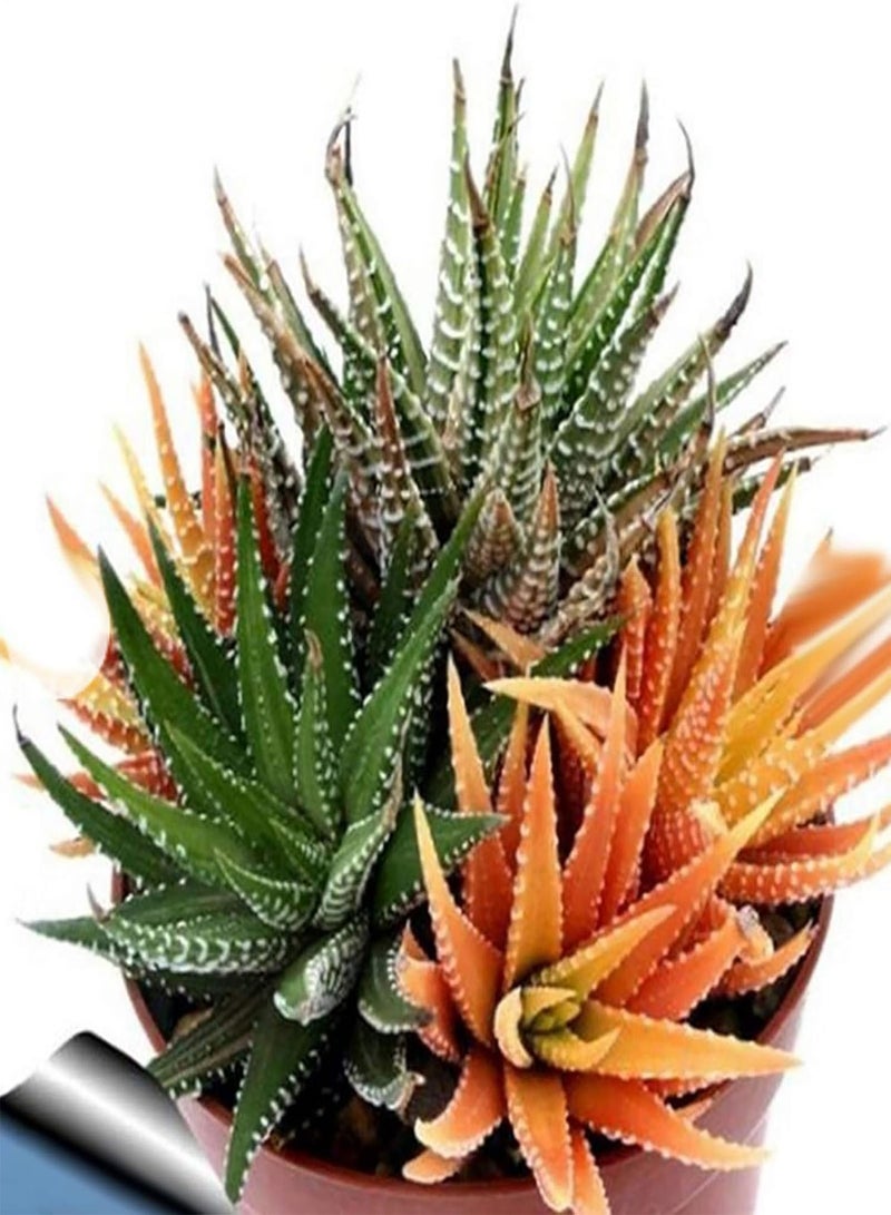 GGOOT 100Pcs/Bag Aloe Vera Seeds Evergreen Delicious Healthy Fast Growing Vegetable Seeds for Garden - 4 - Image 5