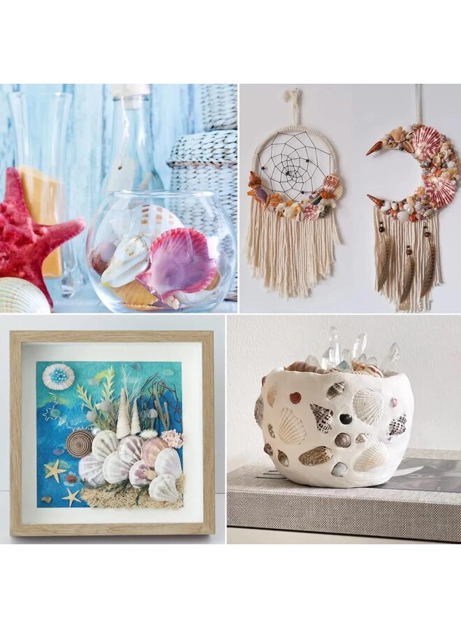 يُسلِّم 50 قطعة من صدفات البحر الطبيعية من Sea Beach لتزيين الحرف اليدوية لحفلات الزفاف ذات الطابع الشاطئي وديكورات المنزل وحوض السمك - Image 3