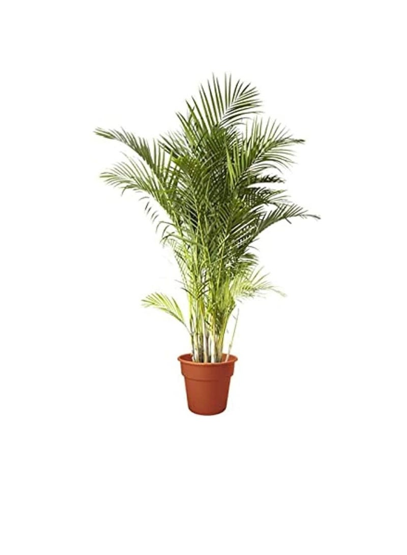 دبي جاردن سنتر نبات أريكا لتنقية الهواء الداخلي - Image 2