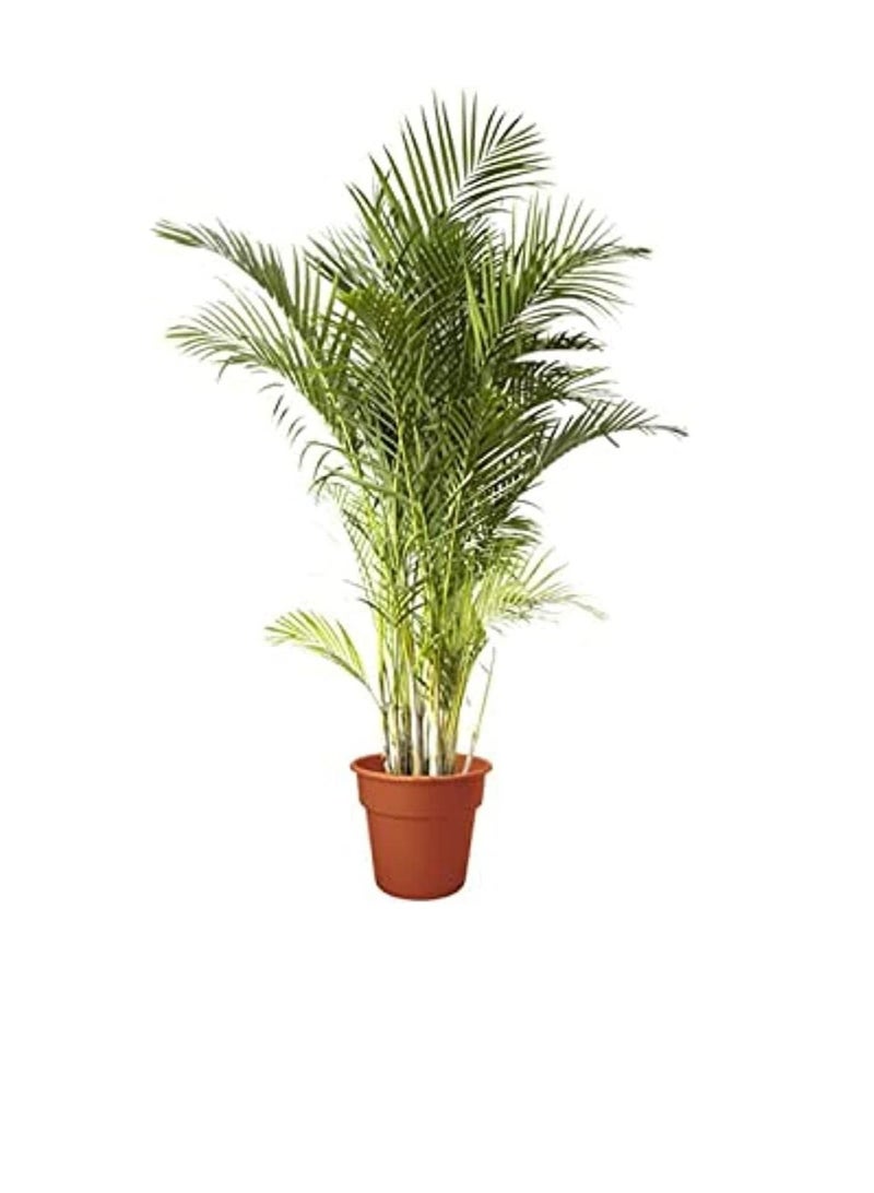 دبي جاردن سنتر نبات أريكا لتنقية الهواء الداخلي - Image 3