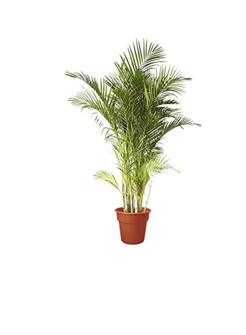 دبي جاردن سنتر نبات أريكا لتنقية الهواء الداخلي - Image 1