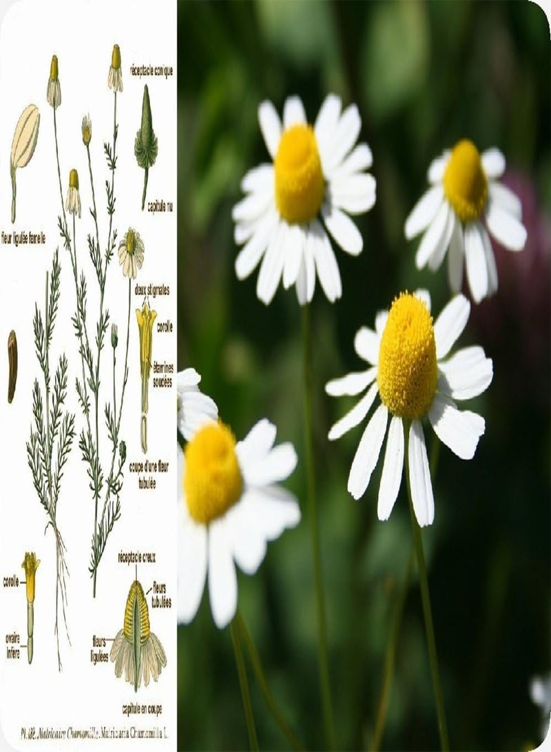 GGOOT Garden in The Bag - Mayweed - 300 Seeds - Matricaria chamomilla - Image 5