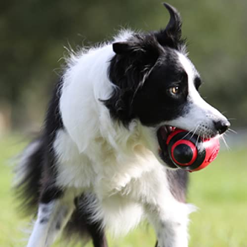 Nerf Dog Rubber Football Dog Toy with Interactive Squeaker, Lightweight, Durable and Water Resistant, 5 Inch Diameter for Medium/Large Breeds, Single Unit, Red - Image 4