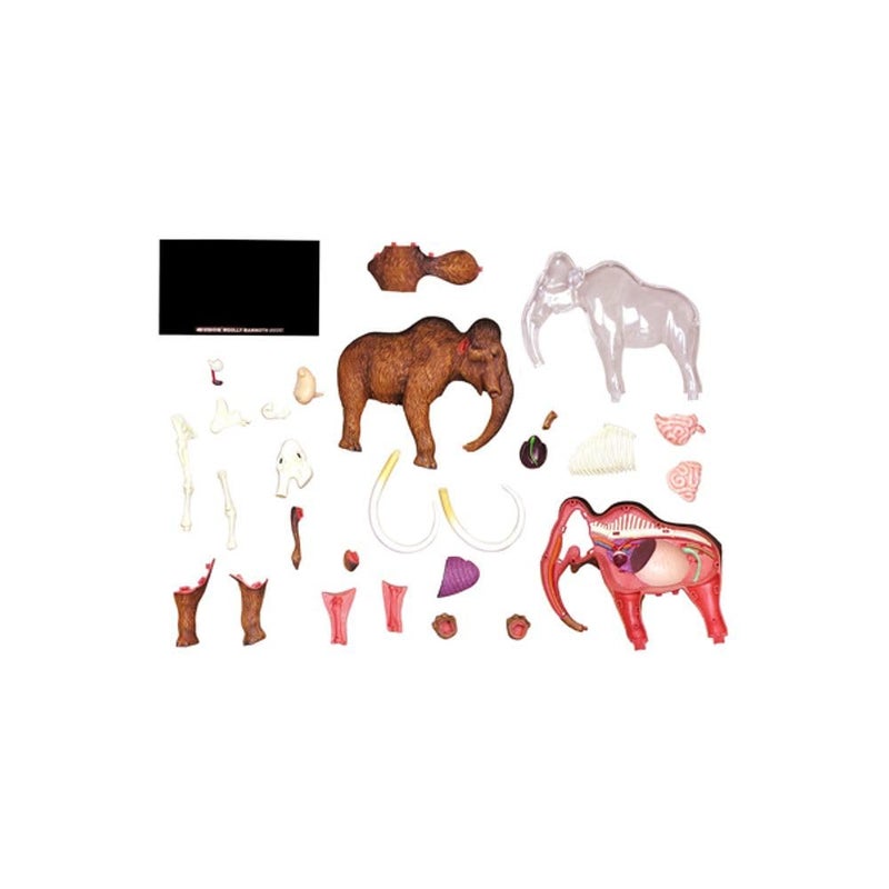 Tedco 4D Vision Woolly Mammoth Anatomy Model - Image 3