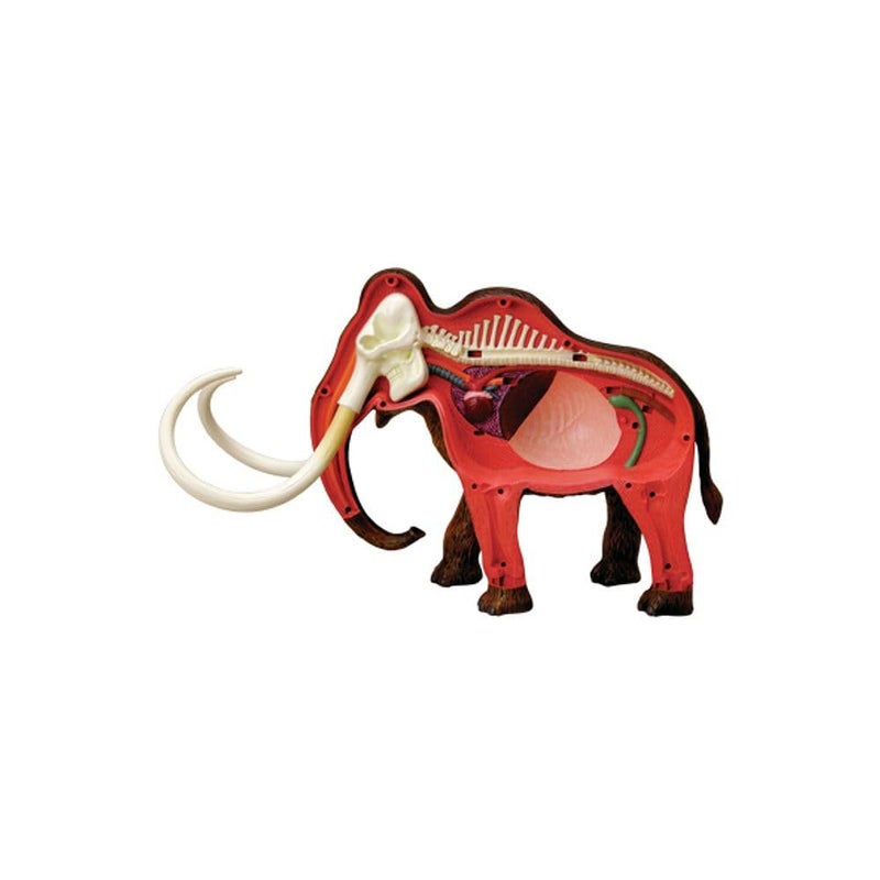 Tedco 4D Vision Woolly Mammoth Anatomy Model - Image 2
