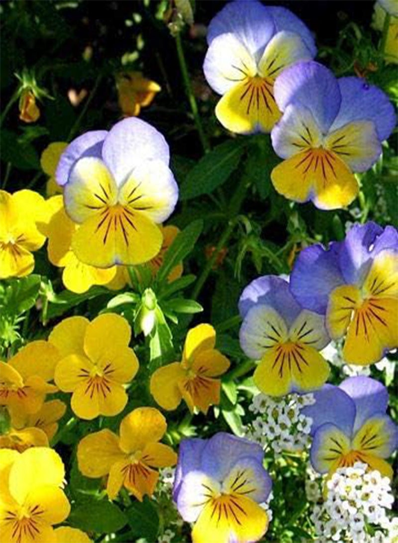 GGOOT New 100 Pcs Pansy Flower Seeds for Gardening Mixed Colour  New 10 - Image 4