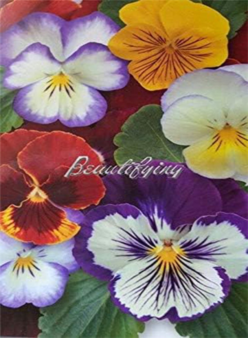 GGOOT New 100 Pcs Pansy Flower Seeds for Gardening Mixed Colour  New 10 - Image 1
