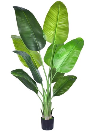 الأخضر2