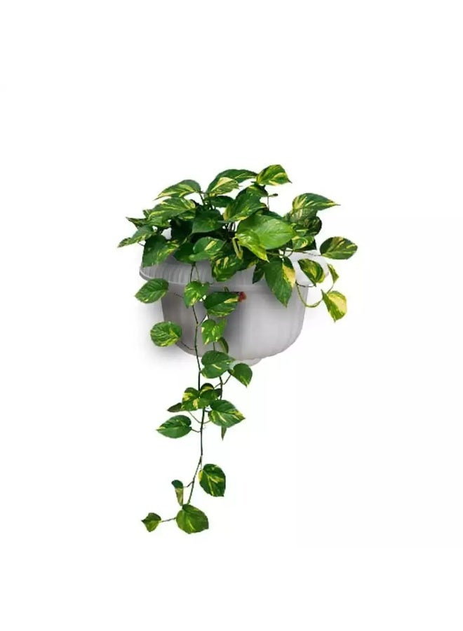 Wall Pot Vertical garden dwelling Wall Mount Window hang Indoor out of doors Plant Flower Basket for Kitchen Herbs Balcony Railing Shelf Fence bed roo - Image 2