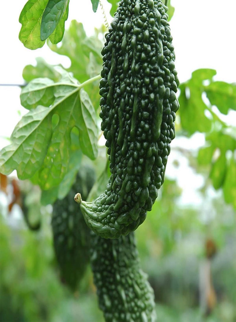 GGOOT Bitter Melon - Momordica Charantia Vegetable Seeds, As Known As Bitter Gourd Home Garden Planting by Heavy Torch, 10 Seeds - Image 2