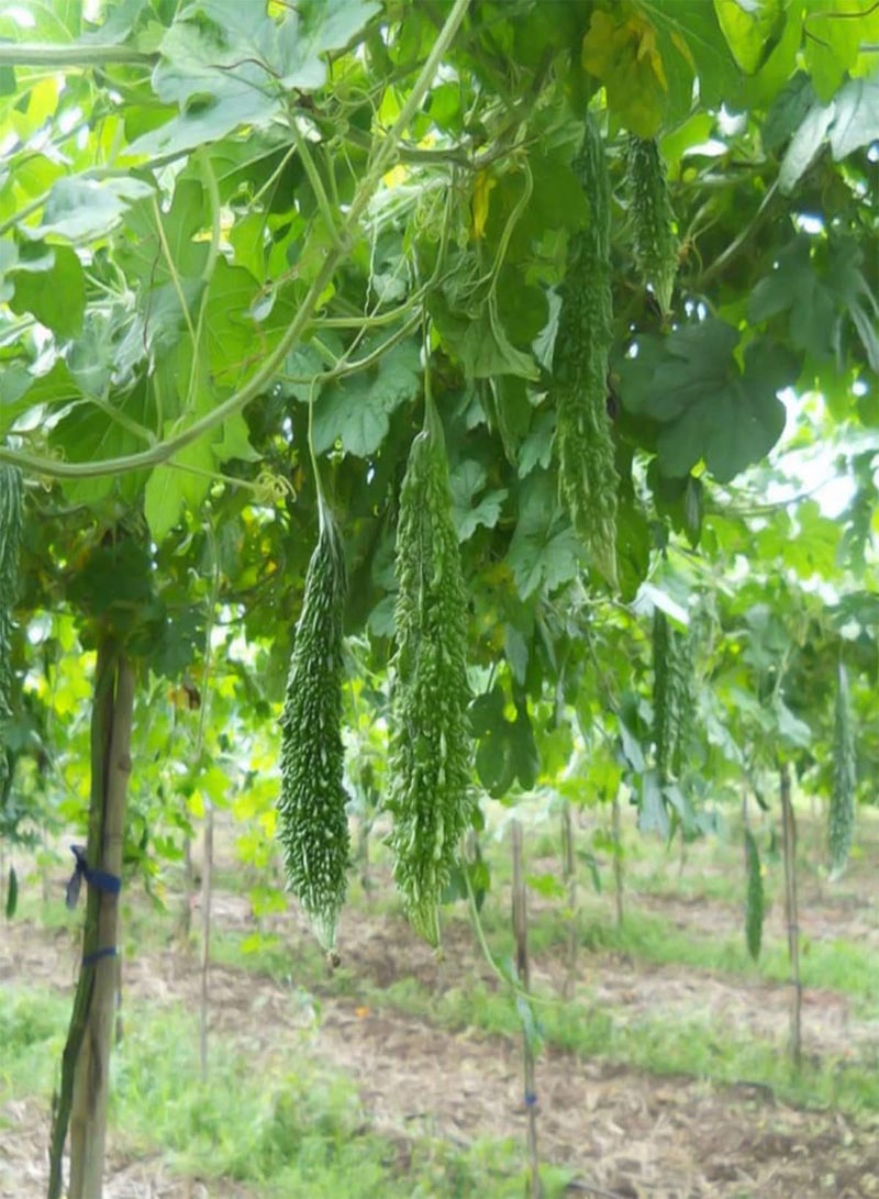 GGOOT Bitter Melon - Momordica Charantia Vegetable Seeds, As Known As Bitter Gourd Home Garden Planting by Heavy Torch, 10 Seeds - Image 3