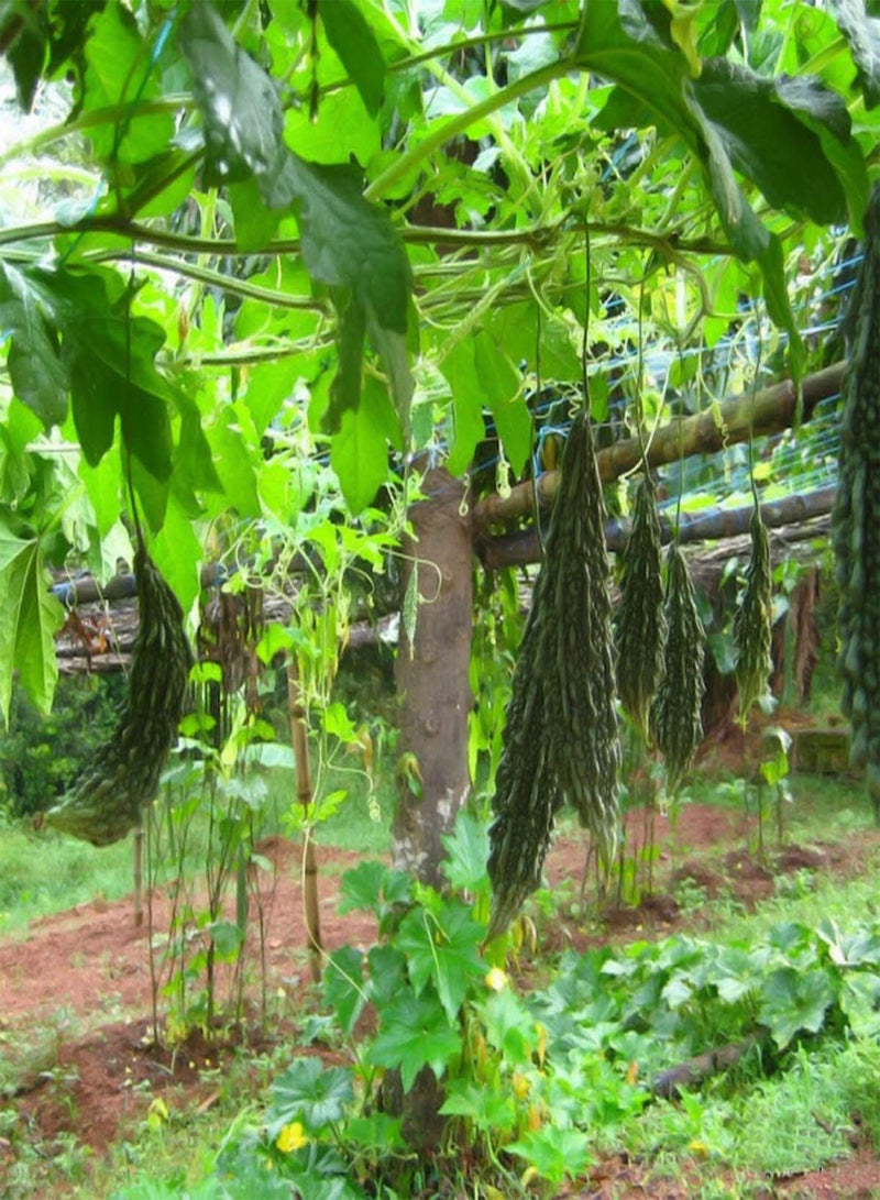 GGOOT Bitter Melon - Momordica Charantia Vegetable Seeds, As Known As Bitter Gourd Home Garden Planting by Heavy Torch, 10 Seeds - Image 4