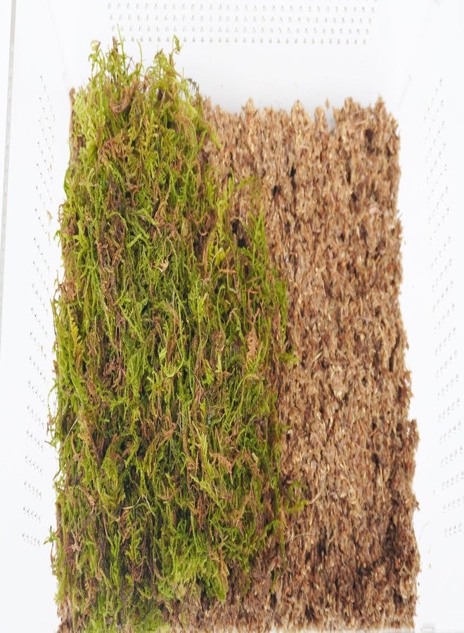 Begeterday Hermit Crab Cage, Hermit Crab Starter Kit with Tank and 2QT Substrate and a 8 Inch Hideout - Image 4