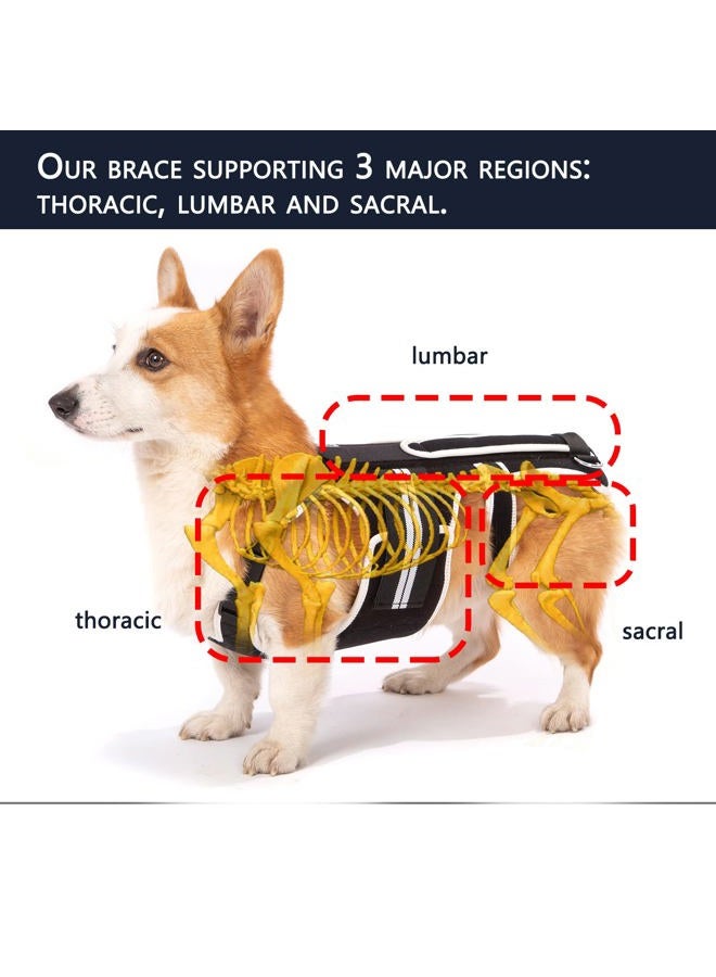 LufeLux Dog Back Brace for IVDD, Arthritis, Back Pain, Surgical Recovery and Rehabilitation, Dachshund Back Pain Relief, IVDD Harness, Luxating Patella Dog Brace (Large) - Image 5