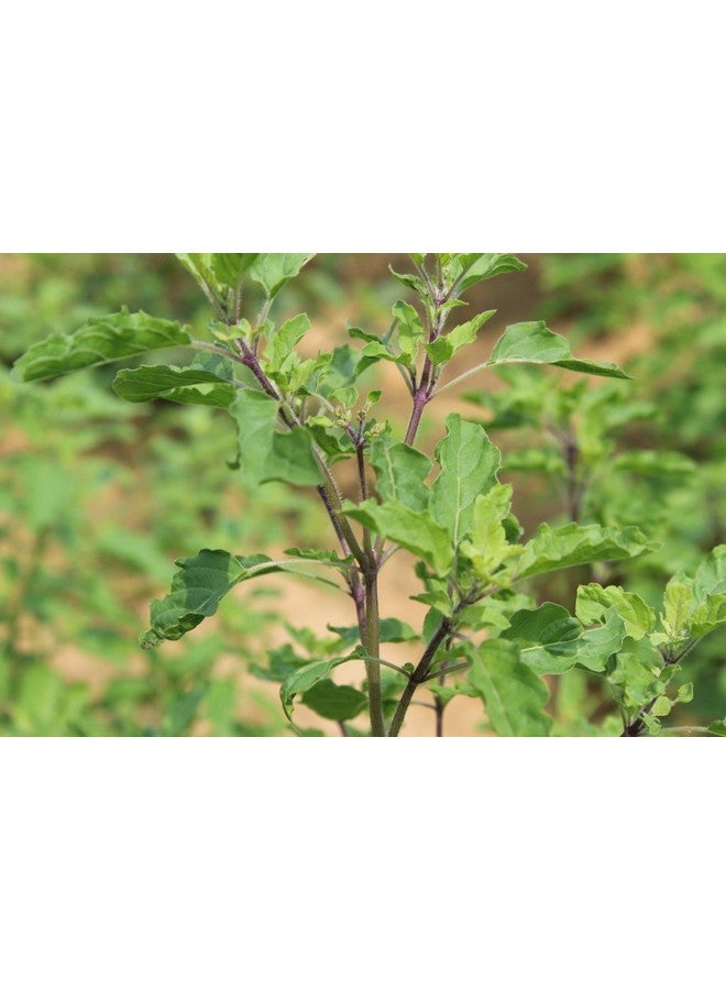 CARMEL ORGANICS CARMEL ORGANICS Tulsi Leaves Powder (340 Grams)| Jaivik Bharat Certified | Holy Basil Powder For Health, Skin & Hair| Non GMO | No Added Preservative | Thulasi Podi/Tulasi Podi/Tulasi Hudi  - Image 3