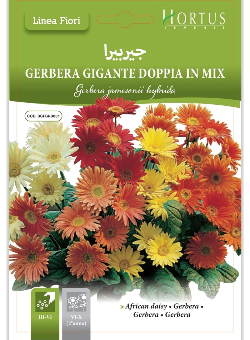 Gerbera Seeds