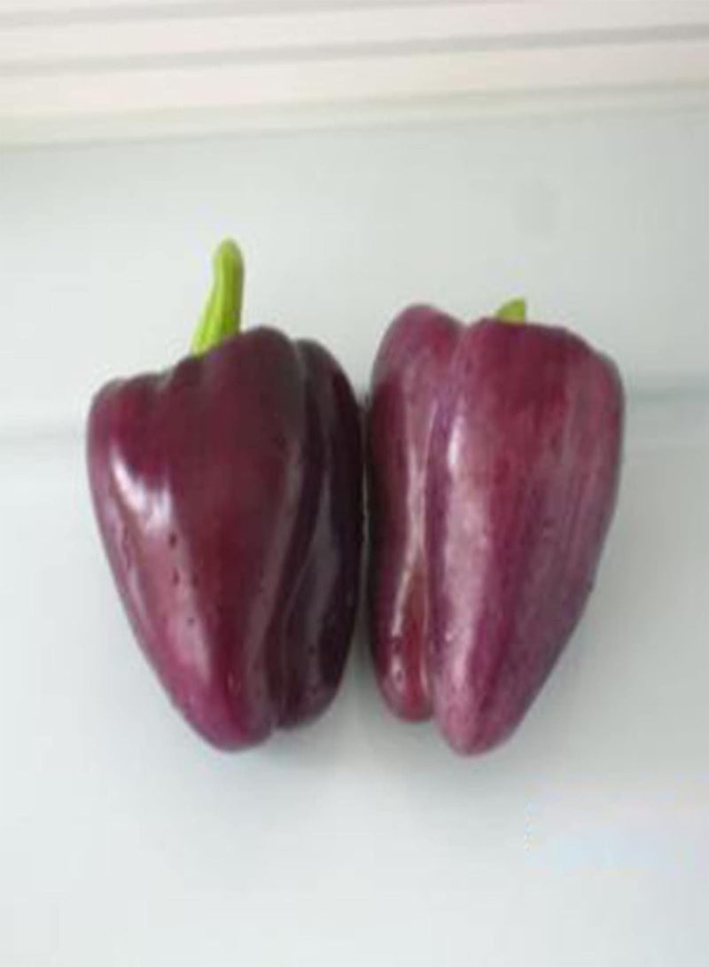 GGOOT Vegetable Seed Varieties - 100Pcs/Bag Sweet Pepper Seeds Bell Shaped High-Yielding Purple Non GMO Vegetable Seeds for Garden Kids Beginners Gardeners Gift -1# - Image 3