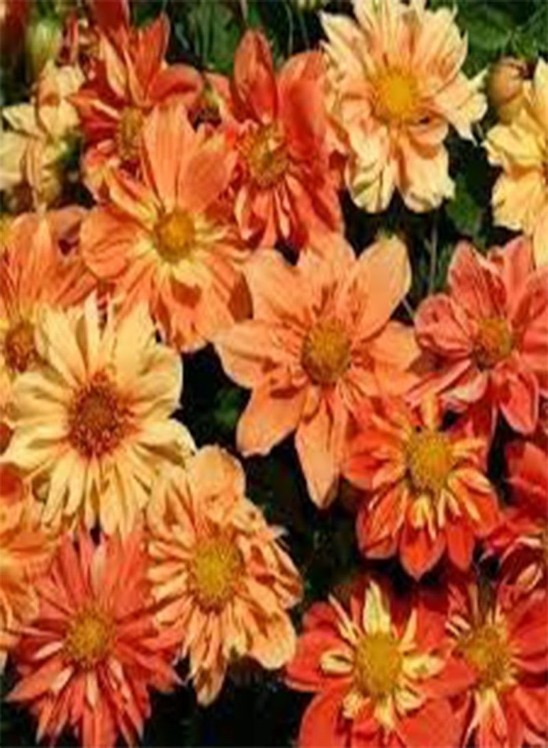 GGOOT seeds Fresh 100pcs Dahlia Flower Seeds for Planting Orange Mix