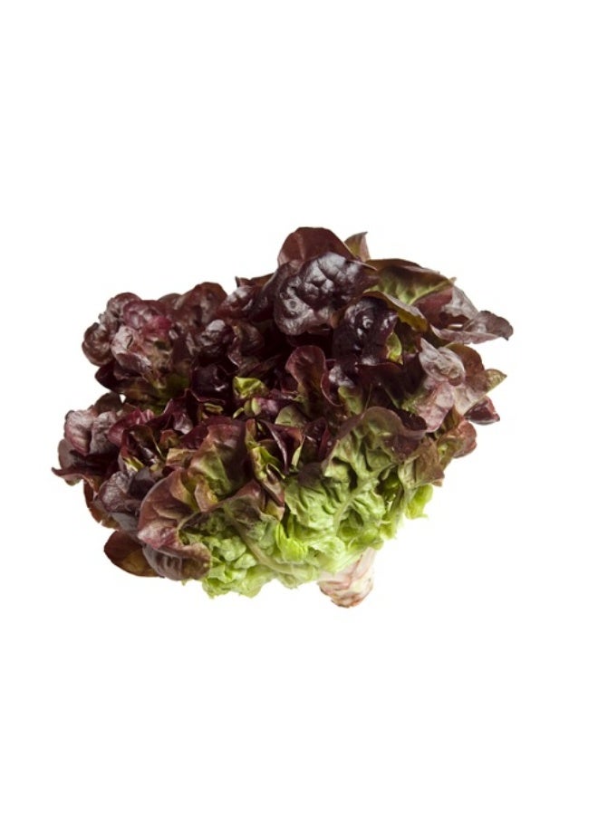 Oakleaf Lettuce, 80g to 90g , Netherlands