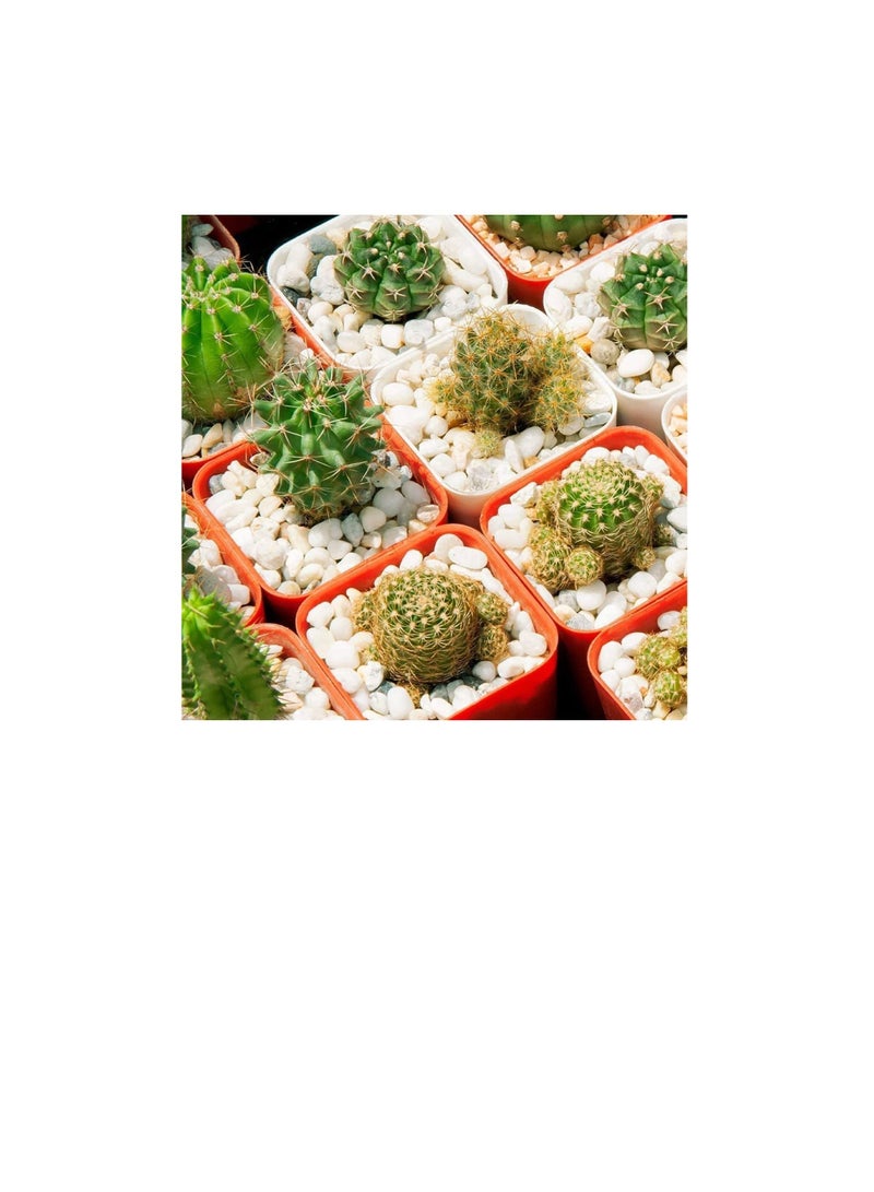 Decorative Stone Small Pebbles Decorative River Rock Stones - Natural White Color Stones Use in Glassware, Like Vases, Aquariums and Terrariums to Enhance the Appearance  (Pack of 5 KG) - Image 3