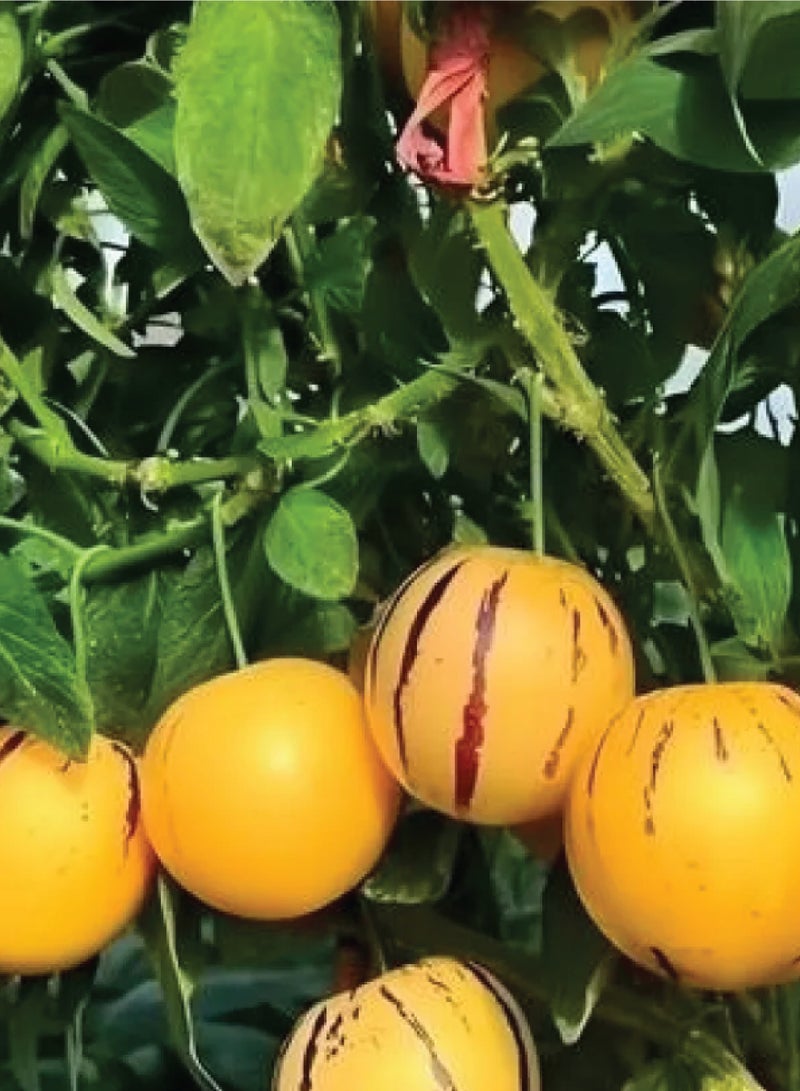 بذور شمام بيبينو للزراعة - بذور شمام - Image 2