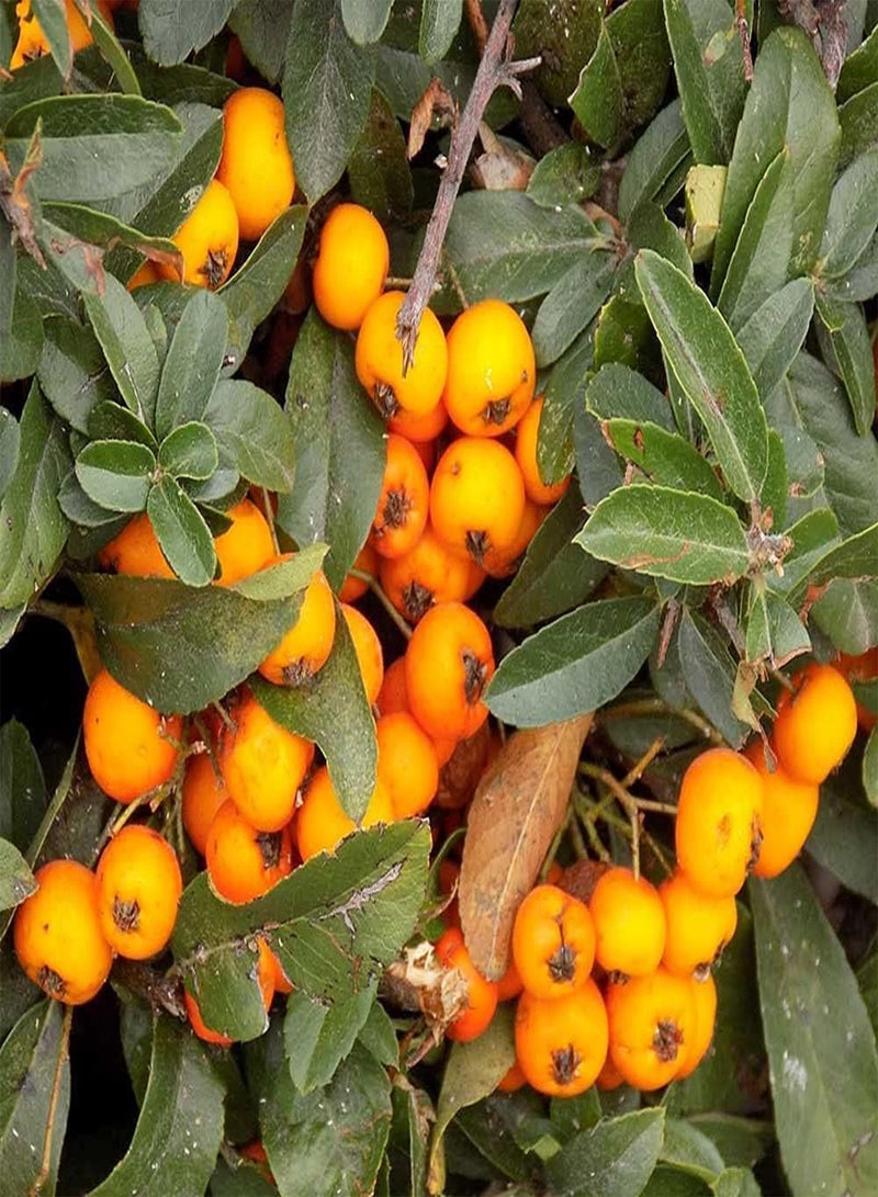 GGOOT 20pcs Special Yellow Variety Pyracantha Seeds Suitable Planting Beside Roadside Fence Create Beautiful Environment - Image 3